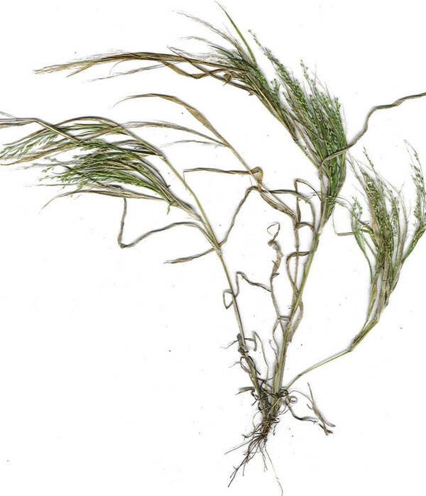 Panicum pellitum Plant