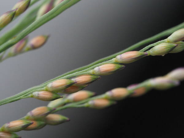 Panicum repens Spikelets