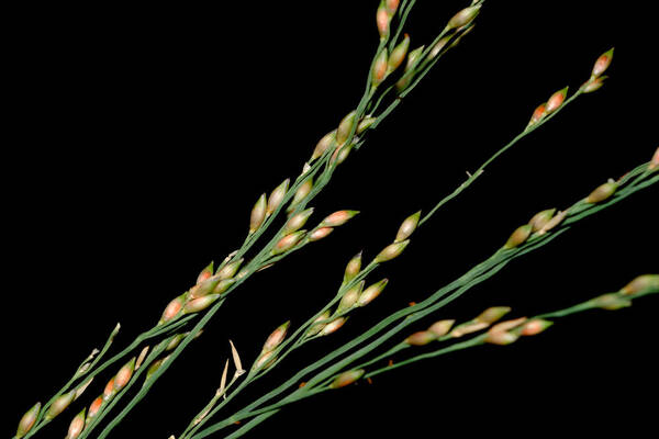 Panicum repens Spikelets