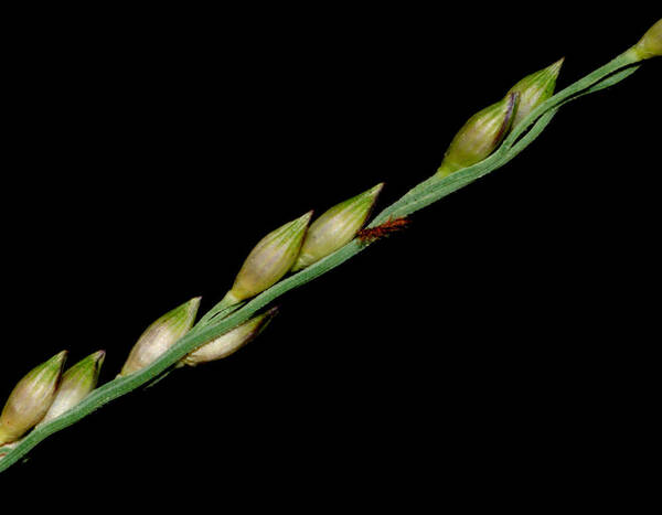 Panicum repens Spikelets