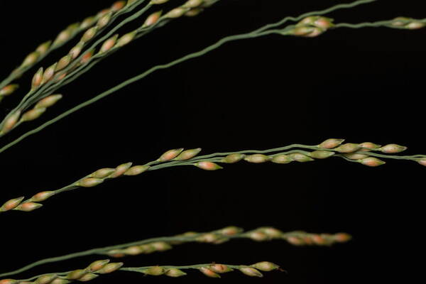 Panicum repens Spikelets