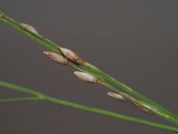 Panicum repens Spikelets