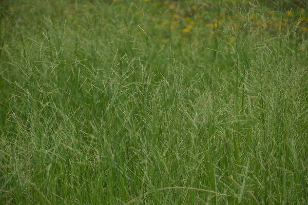 Panicum repens Habit