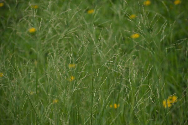 Panicum repens Habit