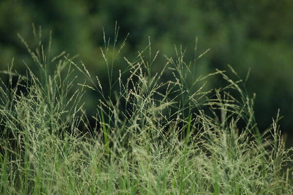 Panicum repens Habit