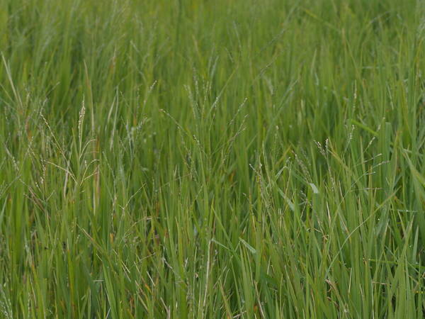 Panicum repens Habit