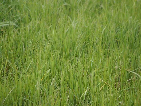 Panicum repens Habit