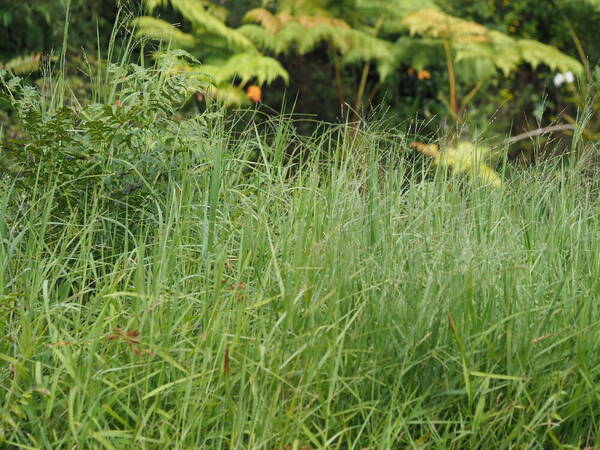 Panicum repens Habit