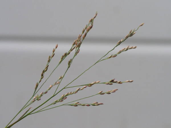 Panicum repens Inflorescence