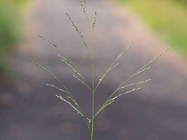 Panicum repens Inflorescence