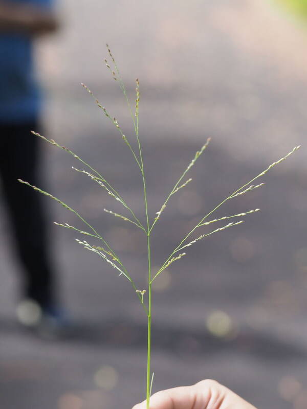 Panicum repens Inflorescence