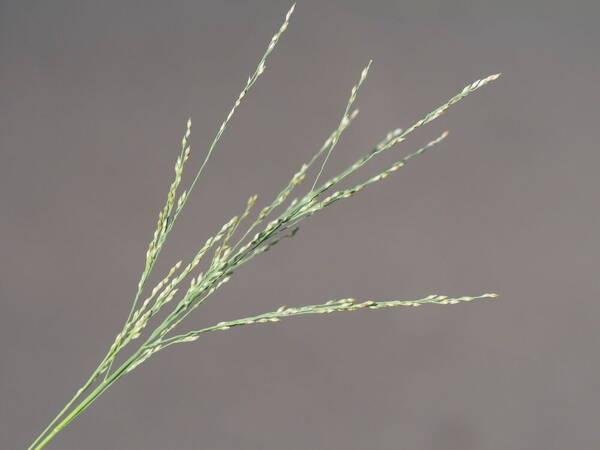 Panicum repens Inflorescence