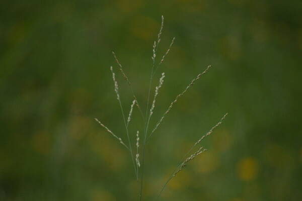 Panicum repens Inflorescence