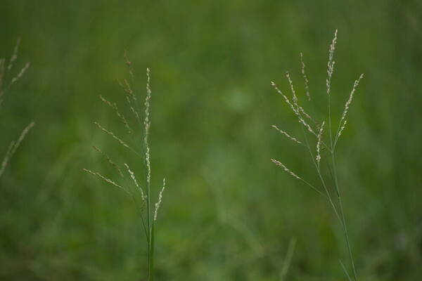 Panicum repens Inflorescence