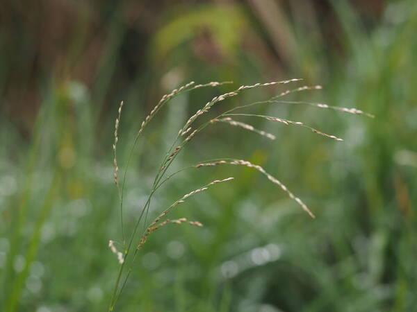 Panicum repens Inflorescence