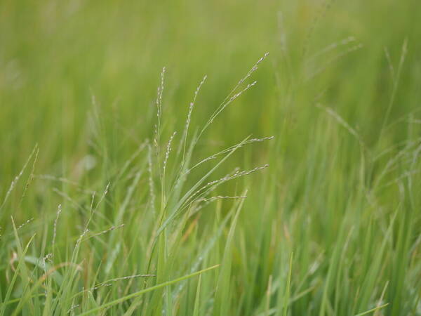 Panicum repens Inflorescence