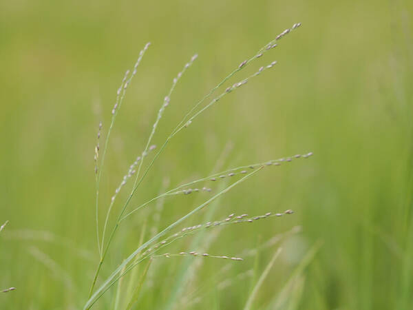 Panicum repens Inflorescence