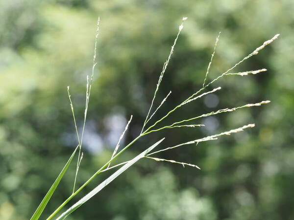 Panicum repens Inflorescence