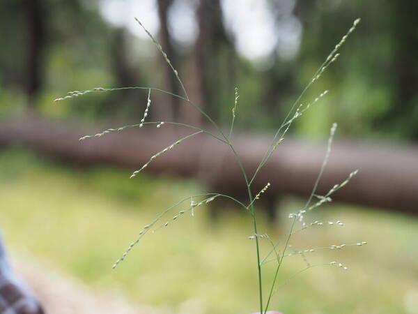 Panicum repens Inflorescence