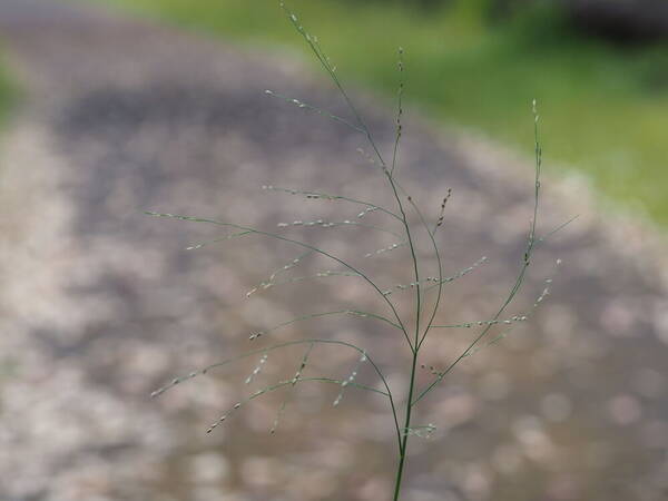 Panicum repens Inflorescence