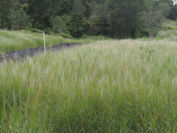 Panicum repens Landscape