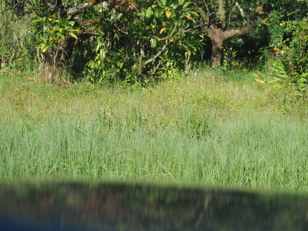 Panicum repens Landscape