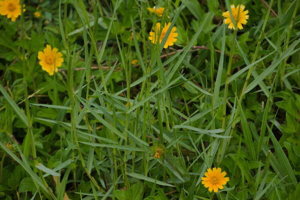 Panicum repens Plant