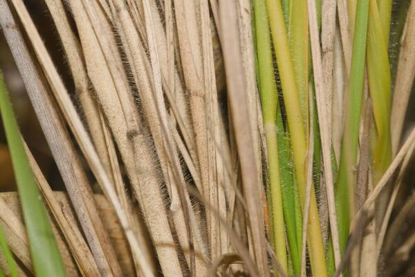 Panicum tenuifolium Collar