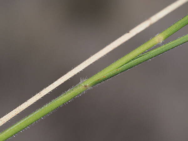 Panicum tenuifolium Collar