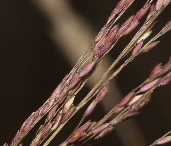 Panicum tenuifolium Spikelets