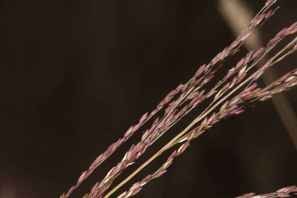 Panicum tenuifolium Spikelets