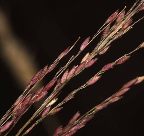 Panicum tenuifolium Spikelets