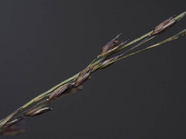 Panicum tenuifolium Spikelets