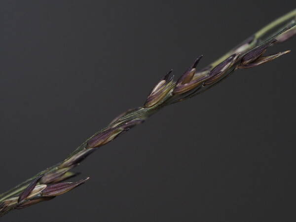 Panicum tenuifolium Spikelets