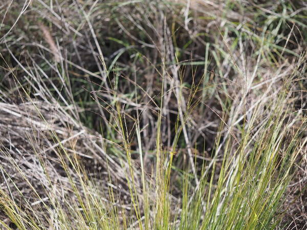 Panicum tenuifolium Habit