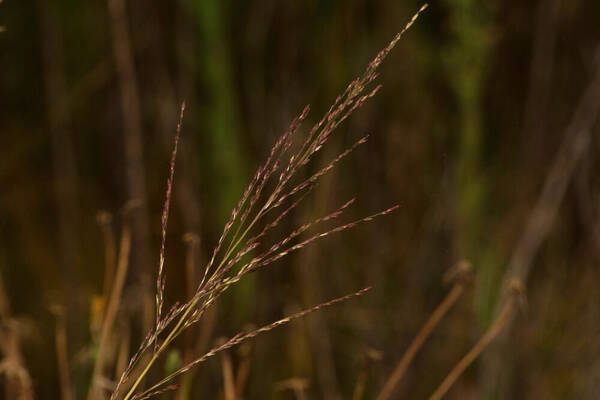 Panicum tenuifolium Inflorescence