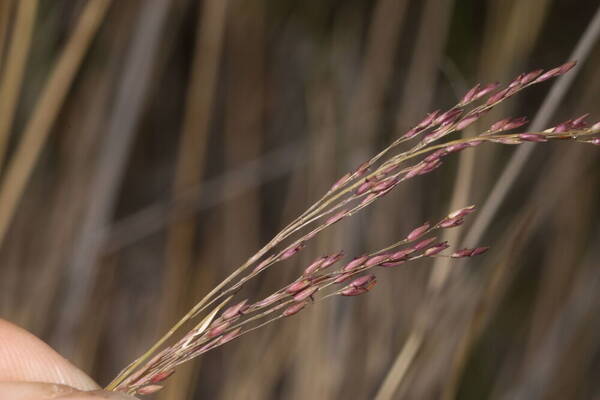 Panicum tenuifolium Inflorescence