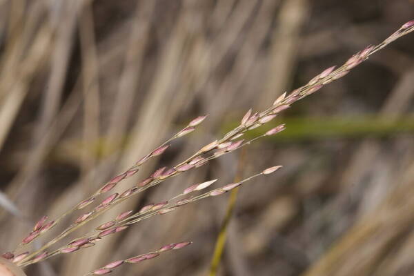 Panicum tenuifolium Inflorescence