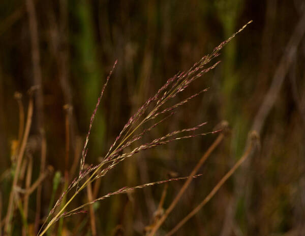 Panicum tenuifolium Inflorescence