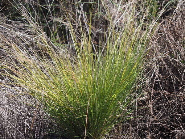 Panicum tenuifolium Plant