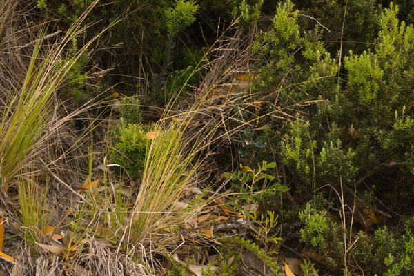 Panicum tenuifolium Plant