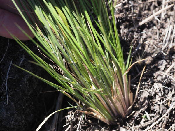 Panicum tenuifolium Plant