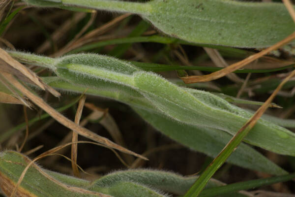 Panicum torridum Collar