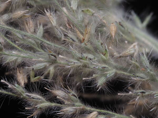 Panicum torridum Spikelets