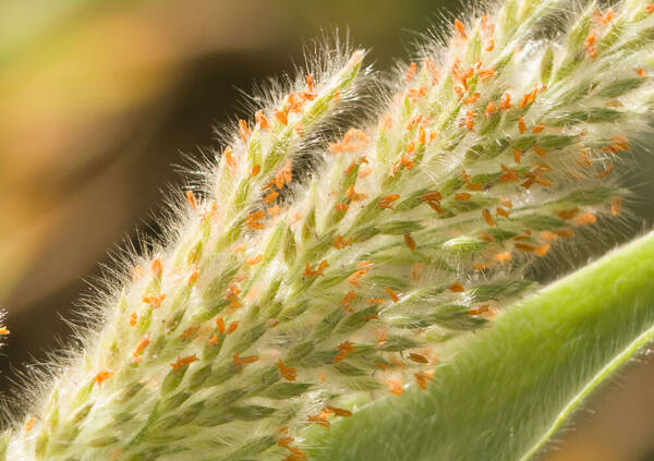 Panicum torridum Spikelets