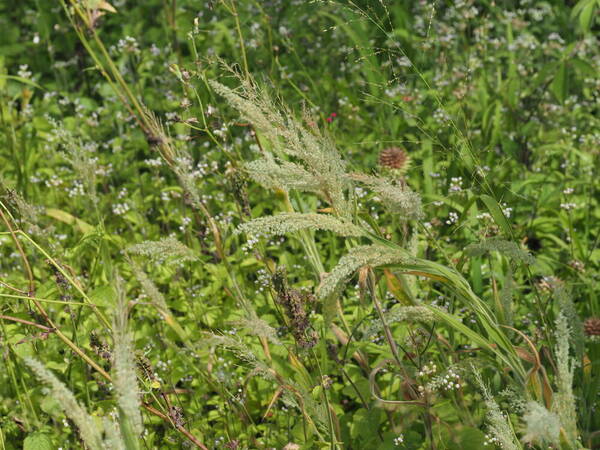 Panicum torridum Habit