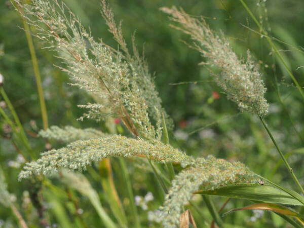 Panicum torridum Habit