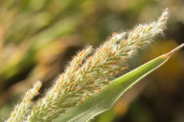 Panicum torridum Inflorescence