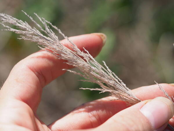 Panicum torridum Inflorescence