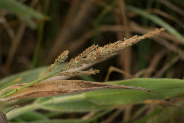 Panicum torridum Inflorescence